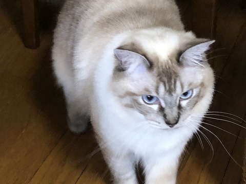 美音