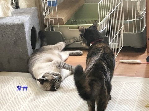 紫音