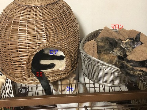 ほっこり