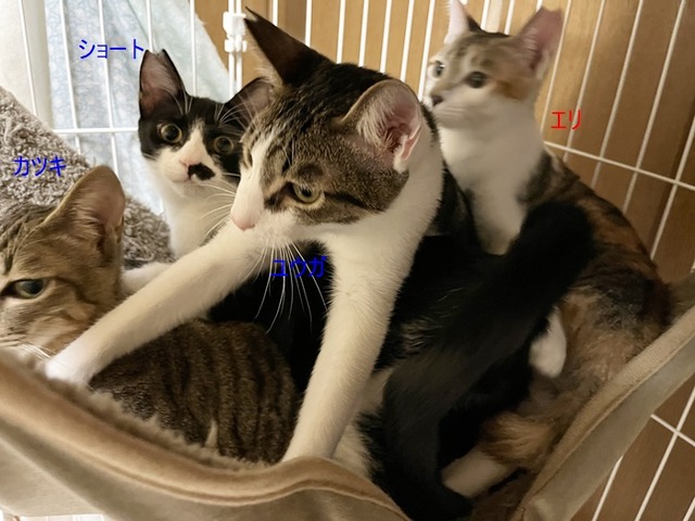 4兄弟