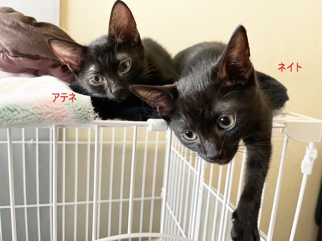 黒猫