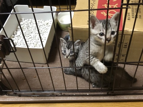 子猫