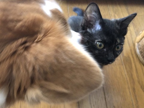 優真