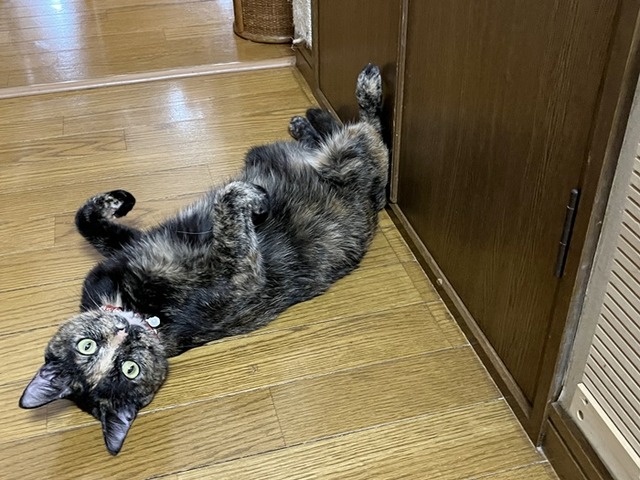マロン２