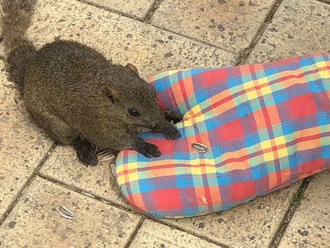 リス1