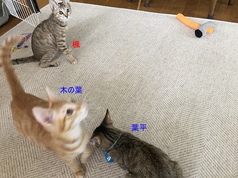 葉っぱ兄弟