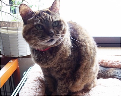 koma_20151107152616854.jpg
