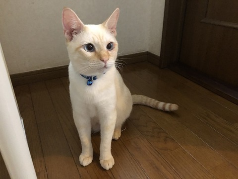ロア
