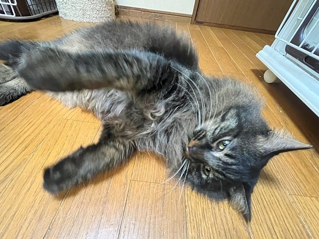 獅子丸