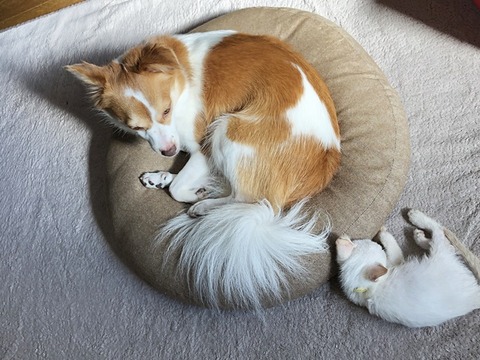クゥとロア