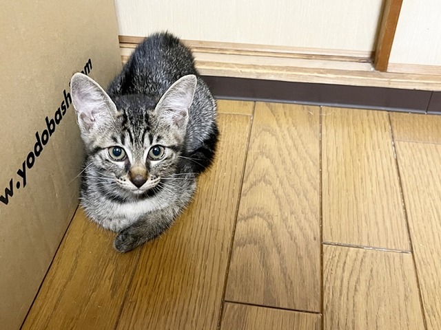 あいちゃん