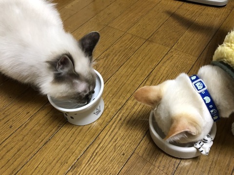 ロア