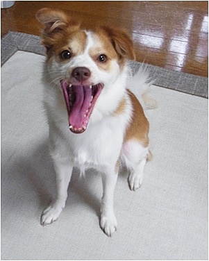 pageクゥ