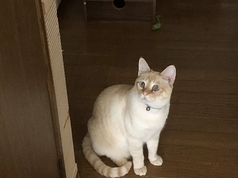 ロア