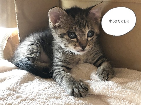 マコちゃん