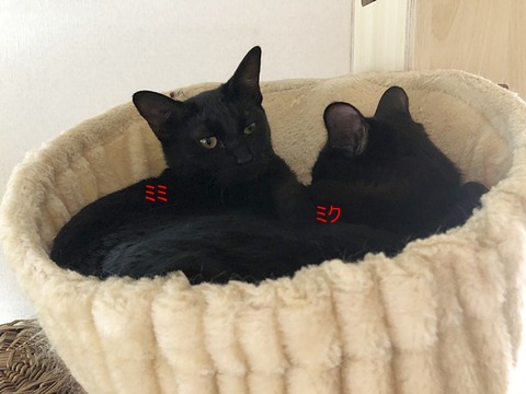 姉妹