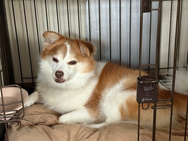 クゥちゃん
