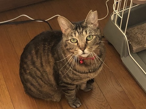 チコちゃん