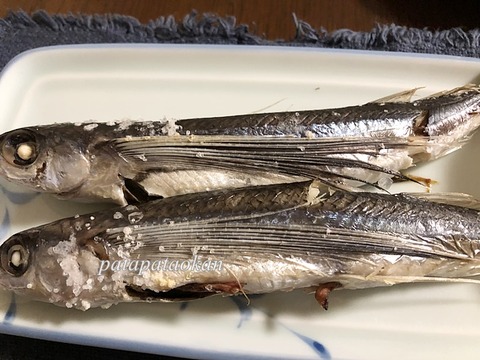 トビウオ