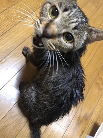 ナルト２