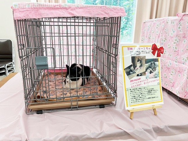 決定