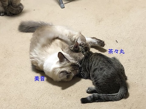 IMG_2461美音と茶々