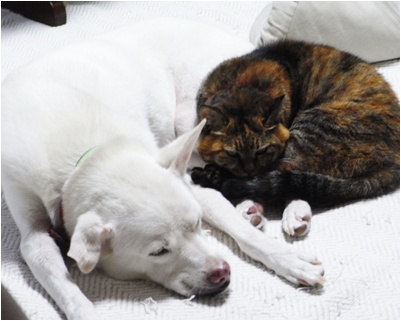 page犬猫団子