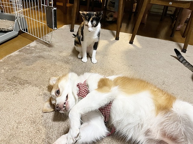 歩とクゥ