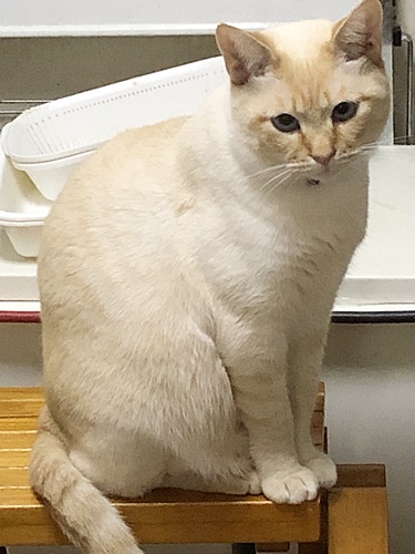 ロア