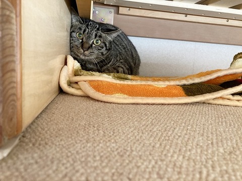 霞ちゃん