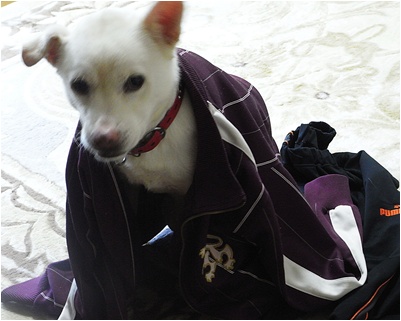 pageyuki2服