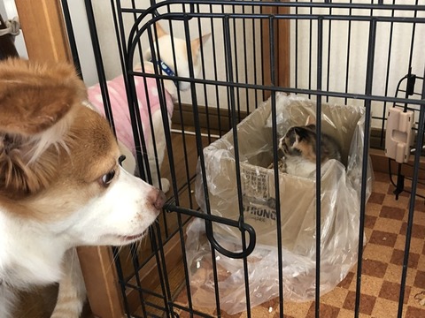 ロアとクゥ