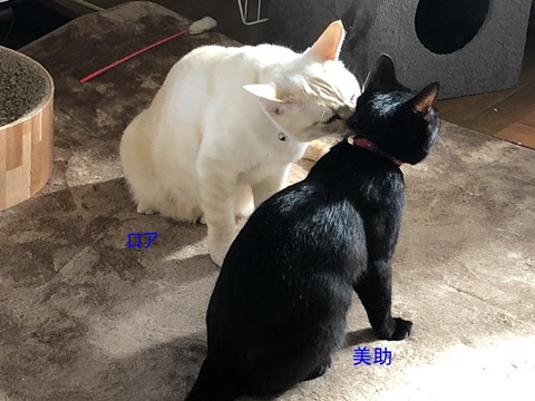 ロアと美助