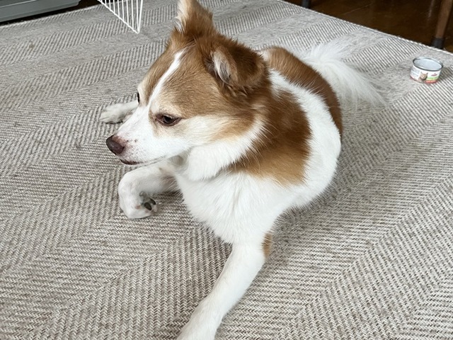 クゥ