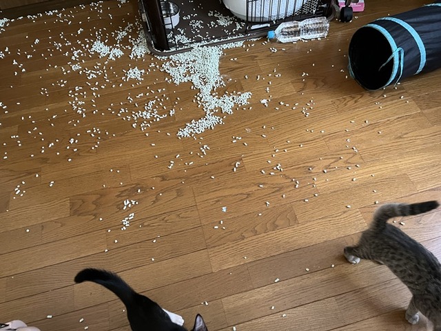 猫砂