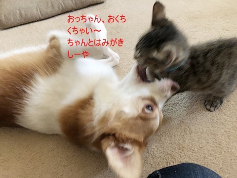 ちゃちゃ3
