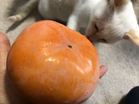 アップ
