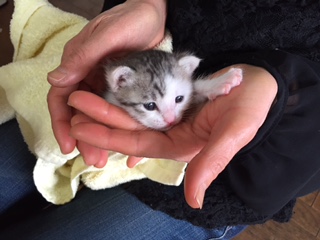 4月23日子猫