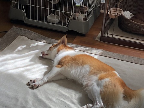 クゥ