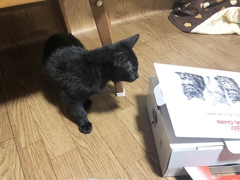 ロイカナ