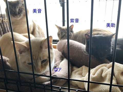 男子
