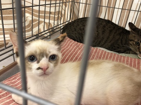 子猫