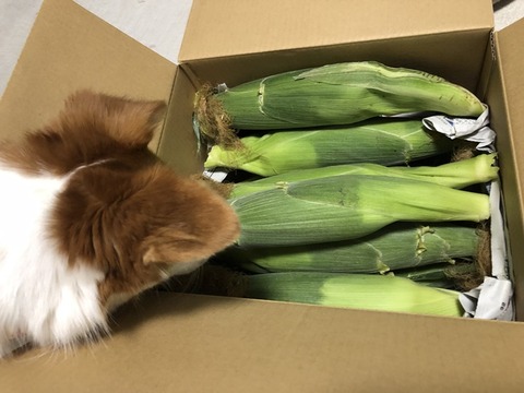 クゥ