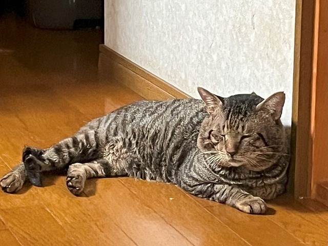 ショボ