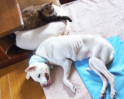 pageyuki_20140729155755295.jpg