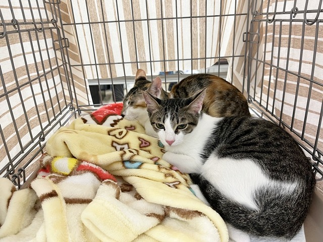 エリ、ショート