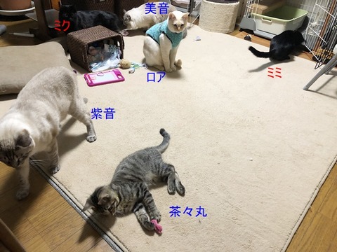 リビング