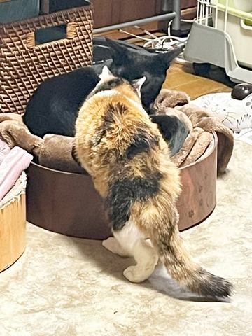 クロムと１