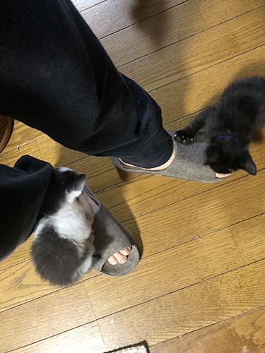 足元にわちゃわちゃ