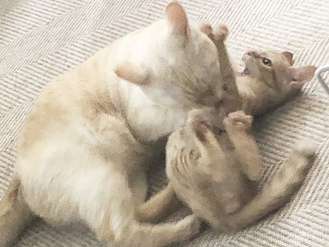 ３